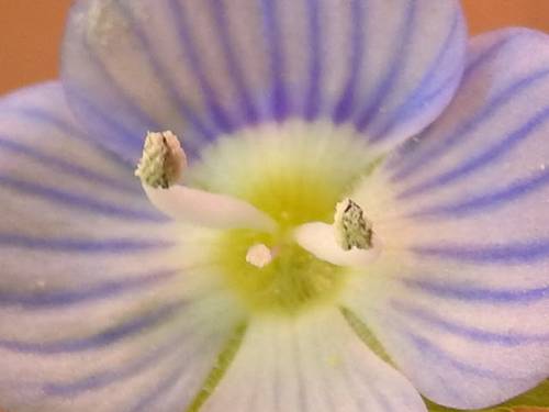 Veronica persica