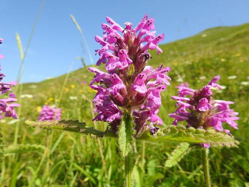 Betonica hirsuta