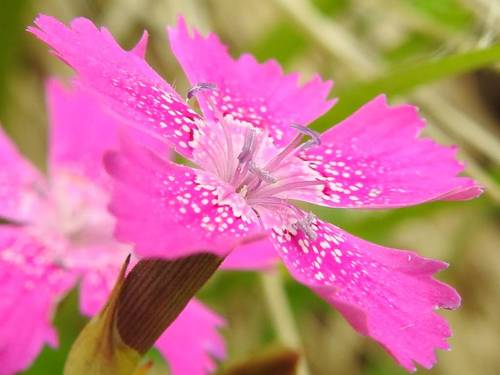 Dianthus deltoides