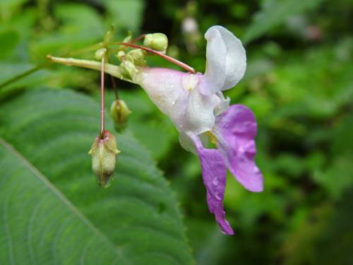 Impatiens balfourii