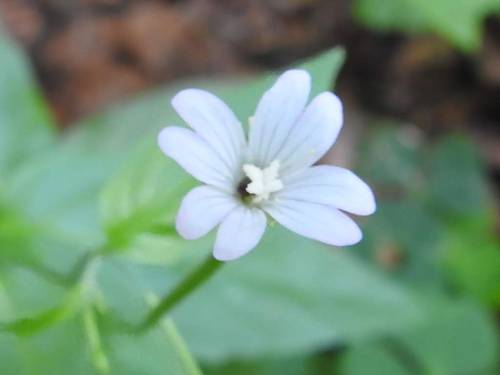 Epilobium montanum