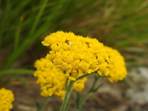 Achillea tomentosa