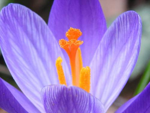 Crocus biflorus