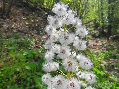 Petasites albus