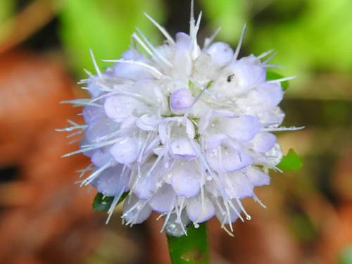 Succisa pratensis