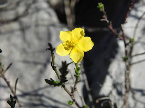 Fumana ericoides
