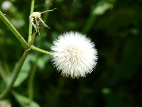 Sonchus arvensis