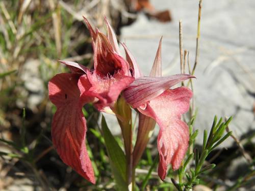 Serapias neglecta