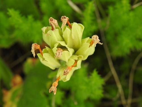 Primula veris