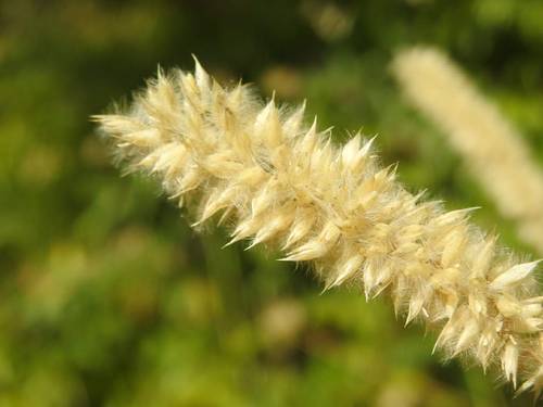 Melica ciliata