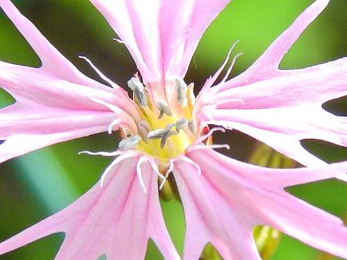 Lychnis flos-cuculi