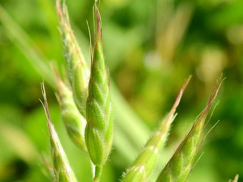 Bromus hordeaceus