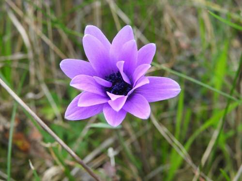 Anemone hortensis