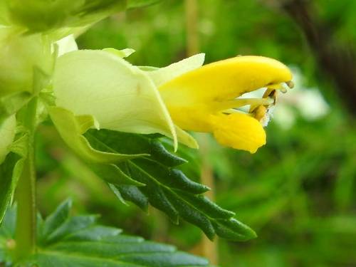 Rhinanthus minor